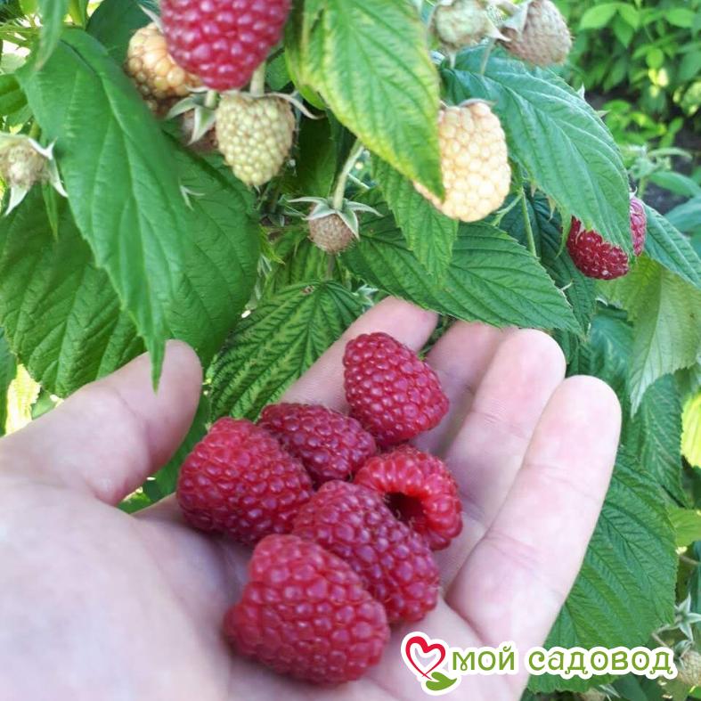 Малина Полана ЗКС