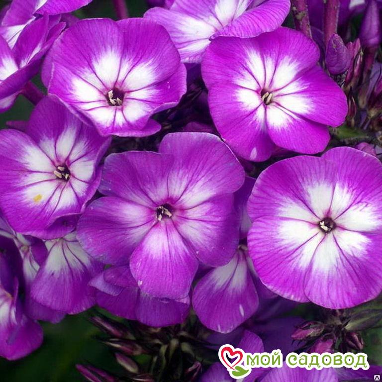 Флокс Успех