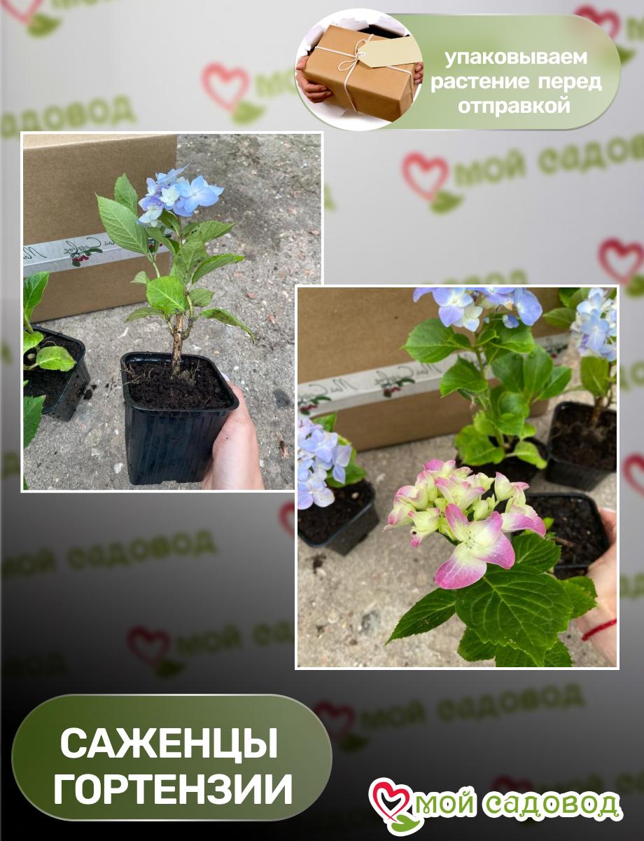 Морозостойкая Гортензия Пеперминт ЗКС